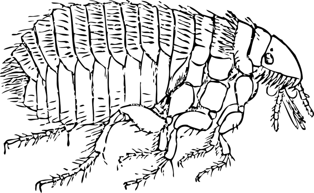 הדברות